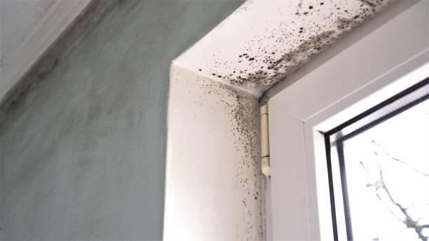 Best Mold Remediation for Specific Building Types in Tokeneke, CT
