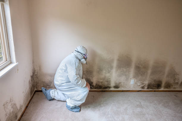 Best Preventive Mold Services in Tokeneke, CT