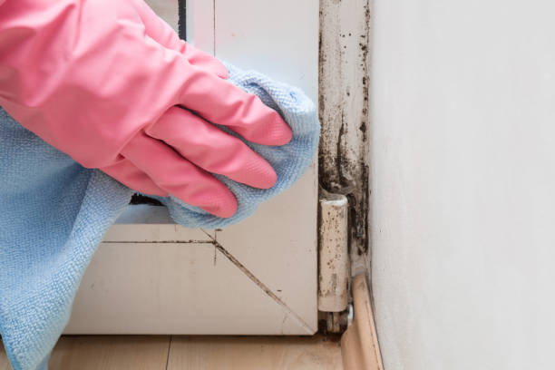 Best Emergency Mold Remediation in Tokeneke, CT